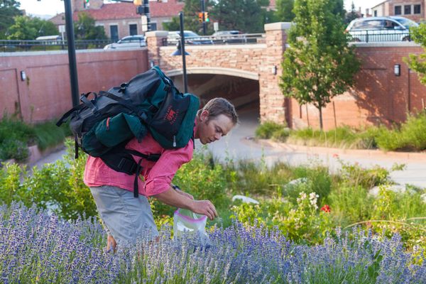 Jeff Wanner harvests lavender on the University of Colorado campus in Boulder.