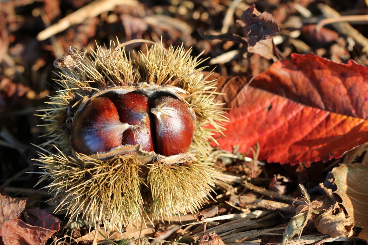 Chestnuts, hazelnuts, and other nuts played a major role in Halloween fortune-telling games.