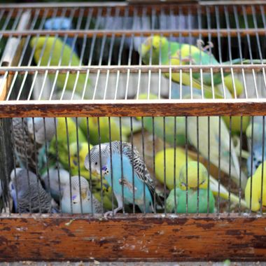 Paris Bird Market