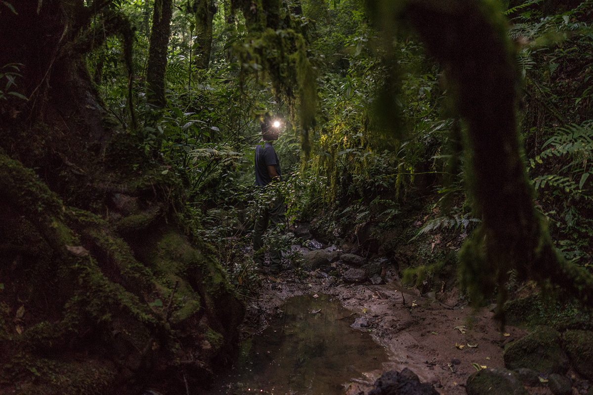 Exploring Ireland's Frogs: A Journey Through Nature's Wonders — Cloudforests