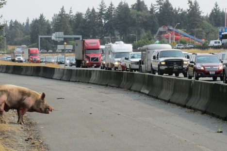Like all of us, the pig just wants to get to the waterpark.
