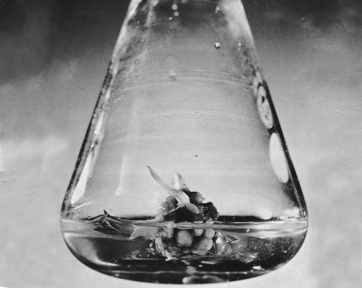 "A tissue culture of Cymbidium shoot tissue after 1.5 month's growth. The original fragment was approximately 4 mm in diameter and taken from the second transfer from isolation; it is now about 2 cm, Agitation was for l month, followed by 2 weeks of rest. The shoots developed during the latter 2 weeks."