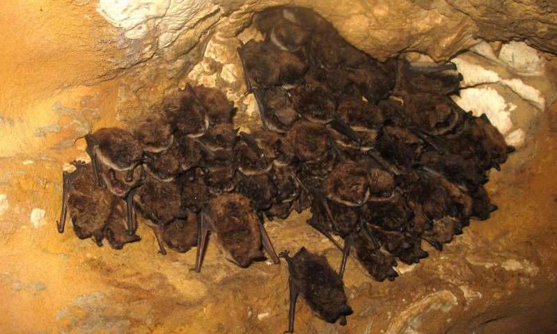 Bats in their bat cave.