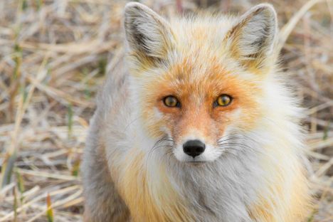 We asked readers to share their most magical encounters with wild animals, such as Madeleine Oh's story of playing with a baby fox.