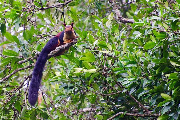 India's Giant Technicolor Squirrels – Bhimashankar, India - Atlas Obscura
