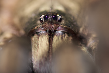 This 'Satan' Spider Turned Out to Be a Real Teddy Bear