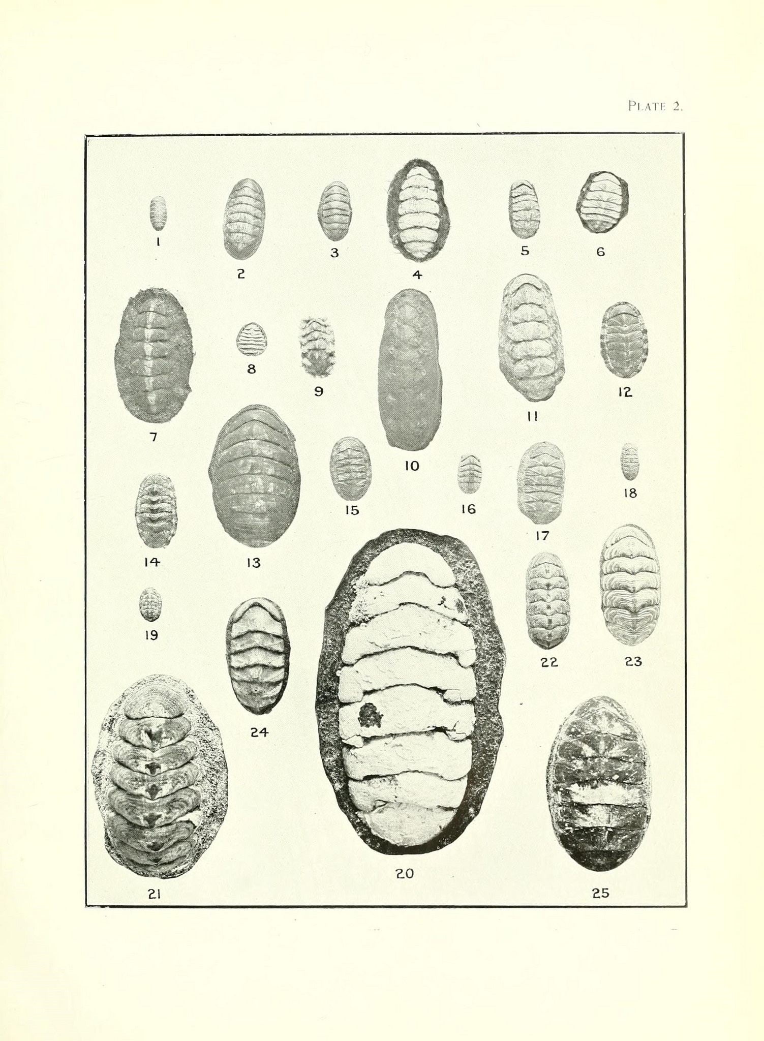 A plate from a manual of New Zealand mollusks, 1913–15.