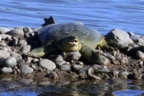 The Turtle-Centric Burial Practices of Ancient Turkey