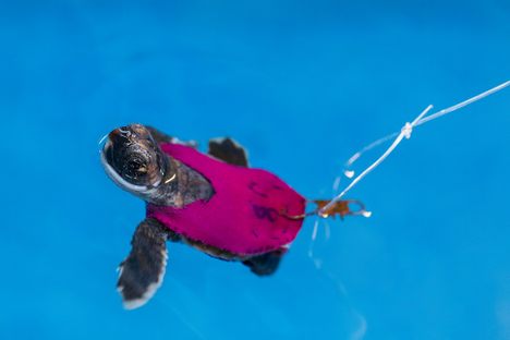 Keep on swimming!