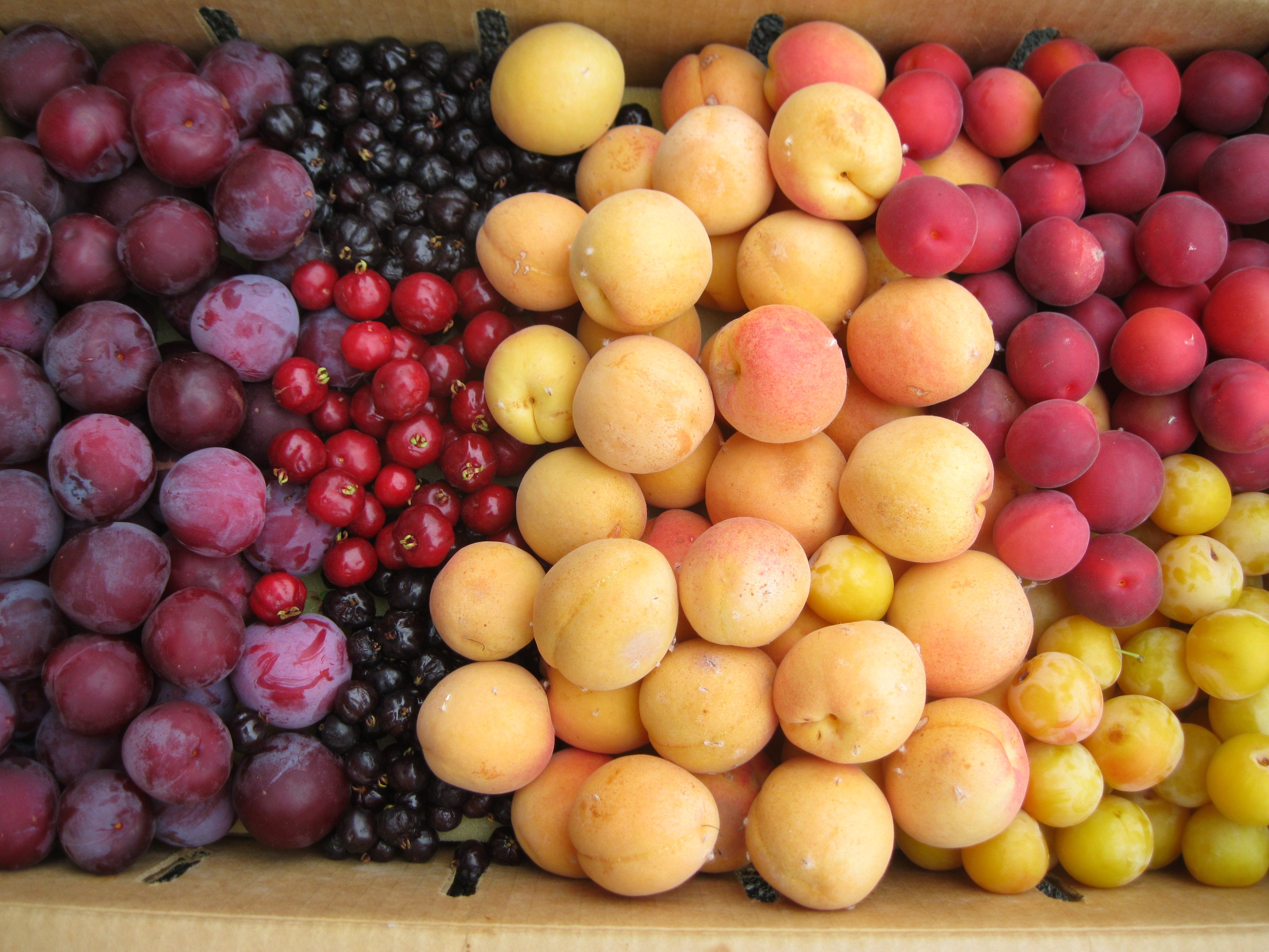 White apricots, "Mesch Mesch Amra" plumcots, pitangas, "Beauty" plums, and "Shakar Pareh" plumcots from Kennedy's collection.