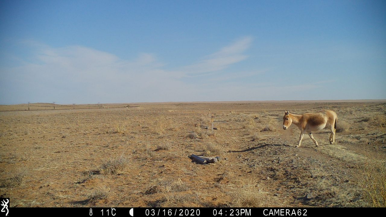 This intrepid individual was the first khulan to set foot on the eastern steppe since 1955.