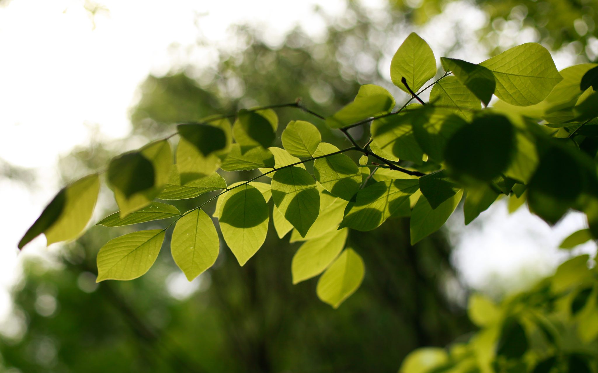 Leaf History