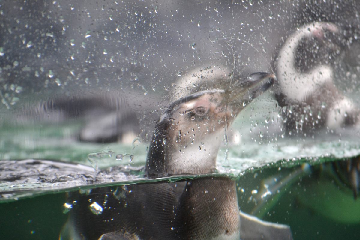 Hey there! A penguin says howdy at the Aquarium of the Pacific.