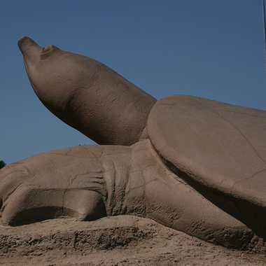 Turtle Playground.