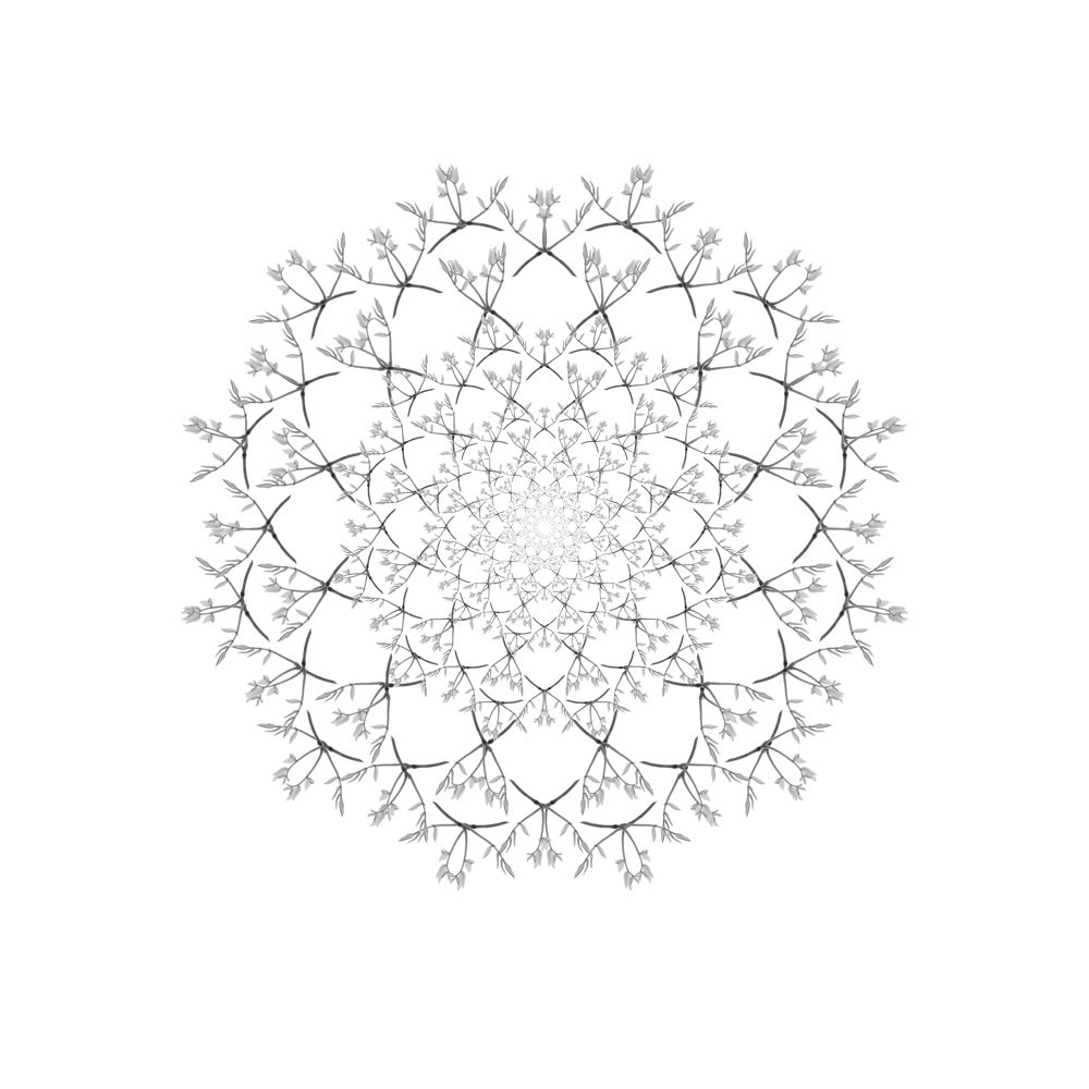 The black wattle wound up looking like a snowflake.
