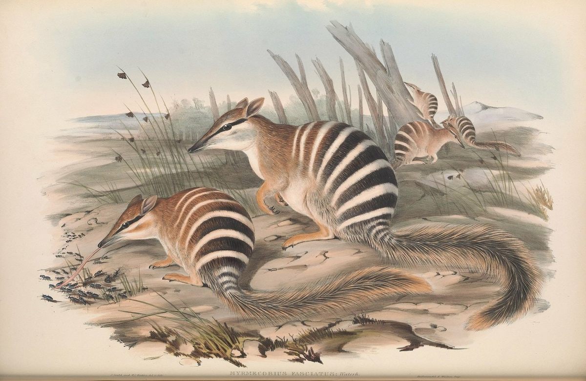 The numbat, an insectivorous marsupial, has experienced significant habitat loss since the Goulds' day.