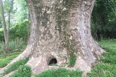 A large burrow at the base of the tree. 