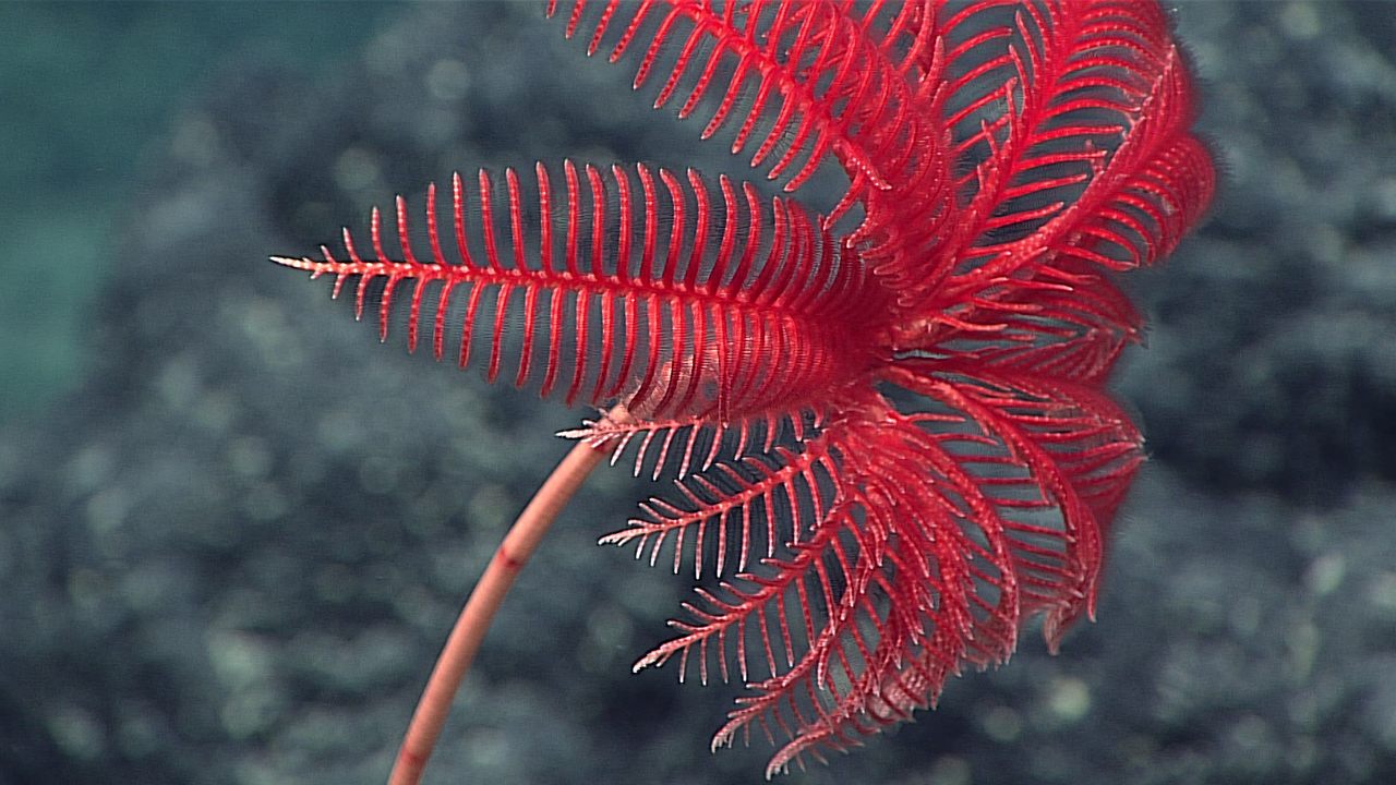 A sea lily, spotted off the Northwest Guam Seamount.