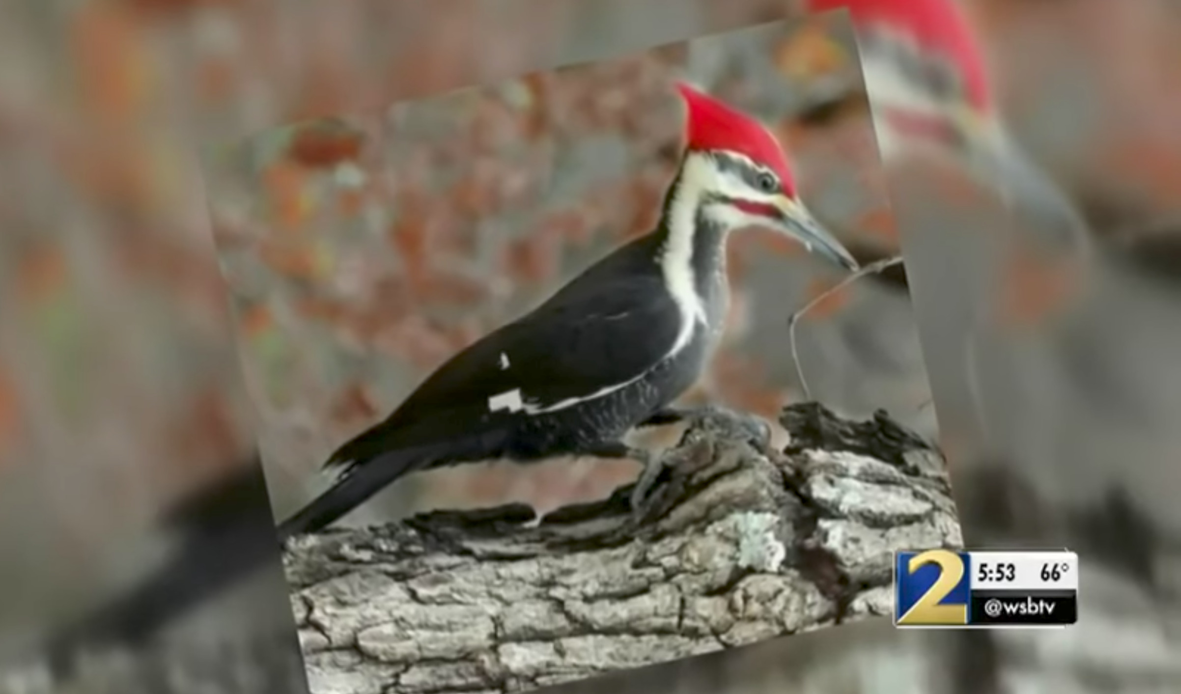 A pileated woodpecker, who likely resembles the one in question.