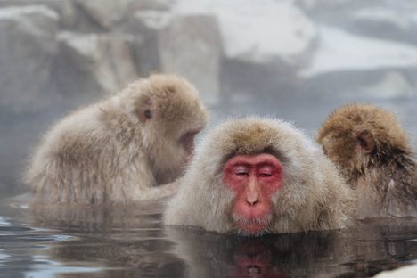 Monkeys in the Falling Snow: Japan's Best Wildlife Photo Opp