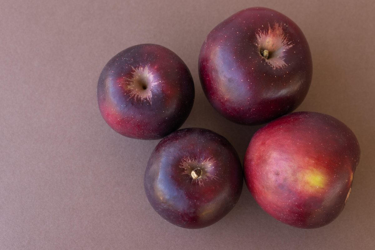 The Arkansas Black apple, a rare variety that is best after months of ageing.