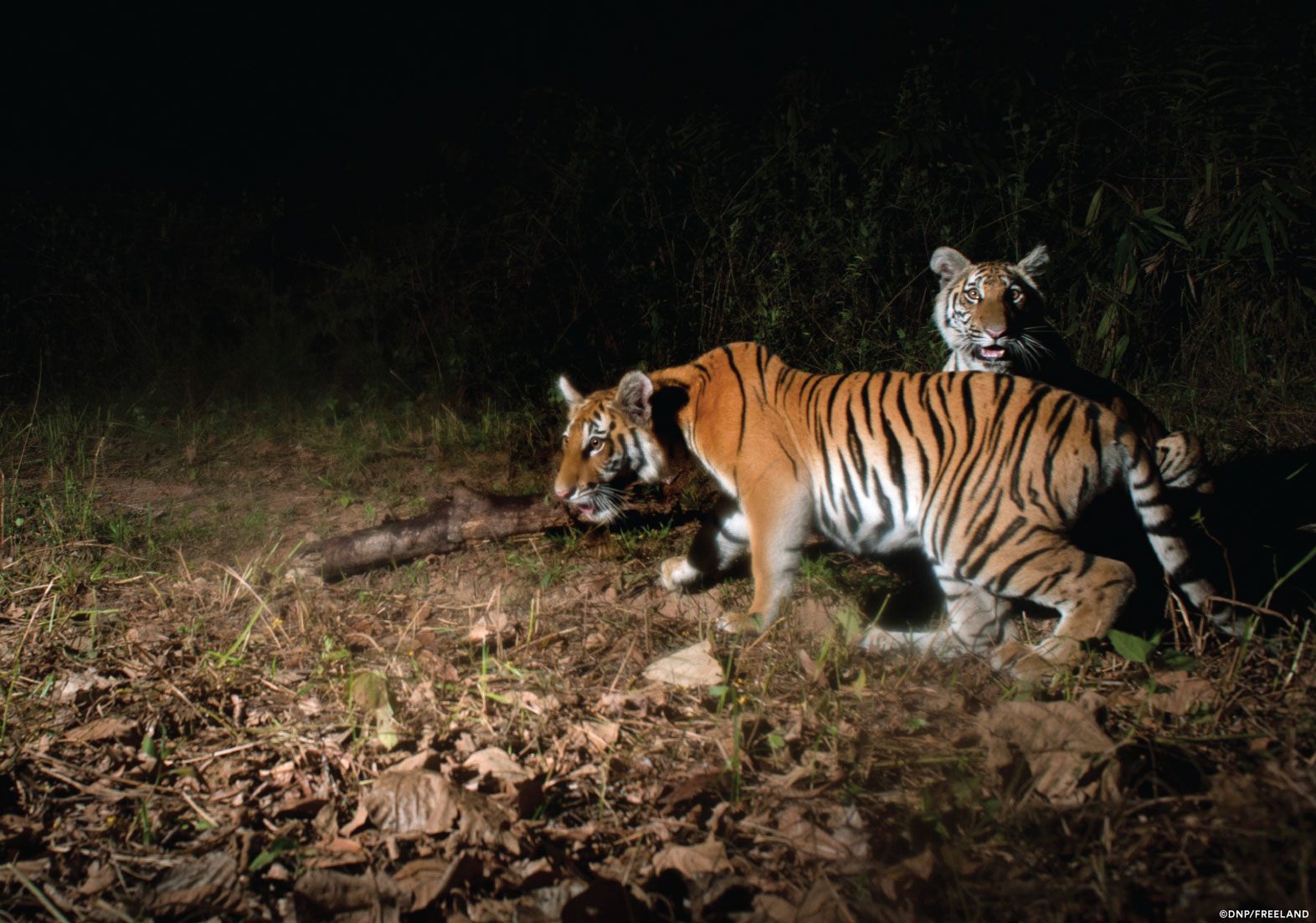 Two young tiger cubs.