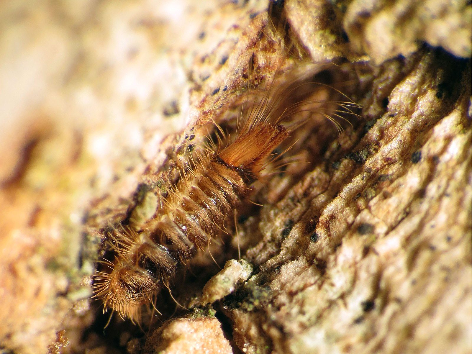 This fuzzy, baby dermestid has a hankering for flesh.