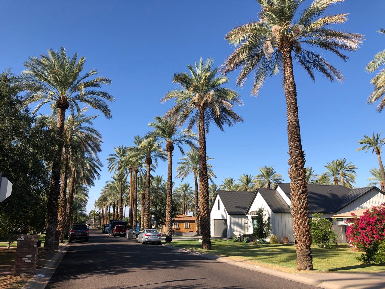 The towering date palms of Mountgrove pre-date the neighborhood. 