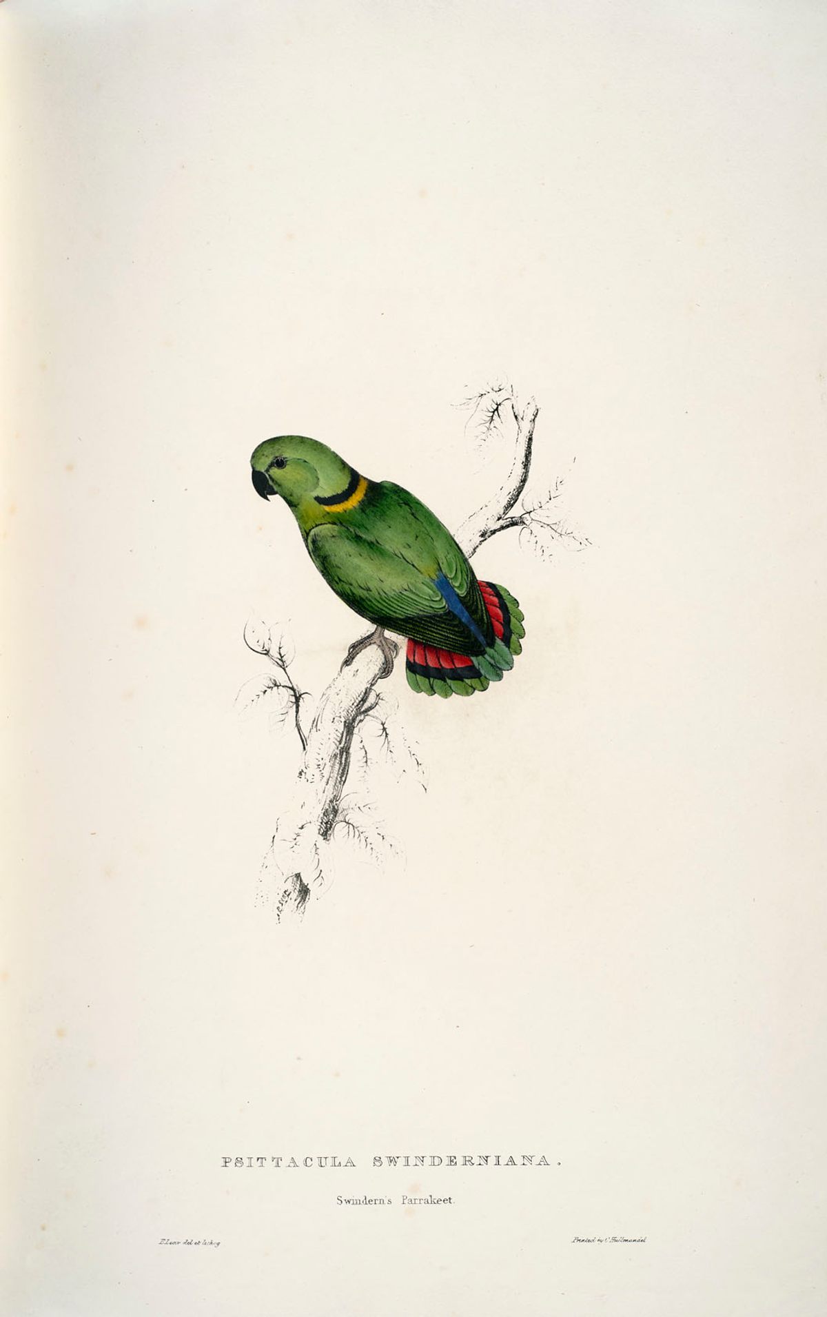 A small Swindern's parakeet shows off its plumage.
