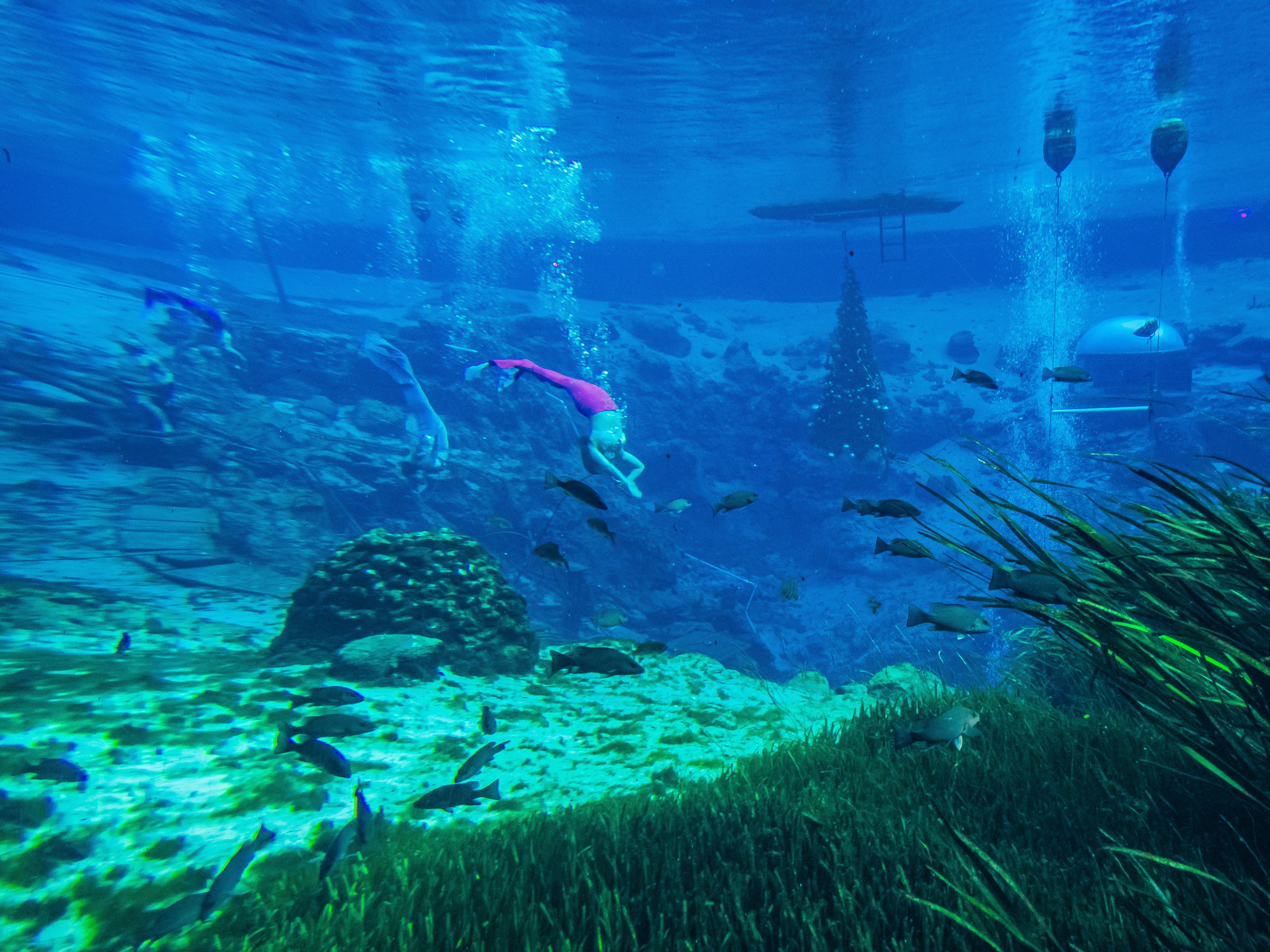 The 250-foot deep mouth of the spring is home to countless fish, turtles, and in colder months, manatees.
