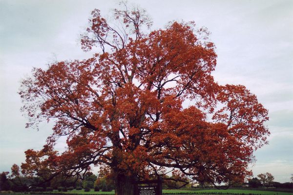 The Comfort Maple with red autumn foliage.