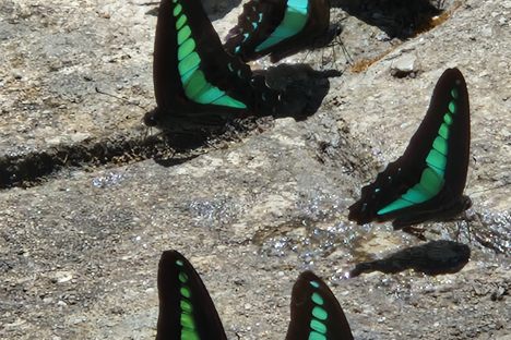 Kuala Lumpur Butterfly Park