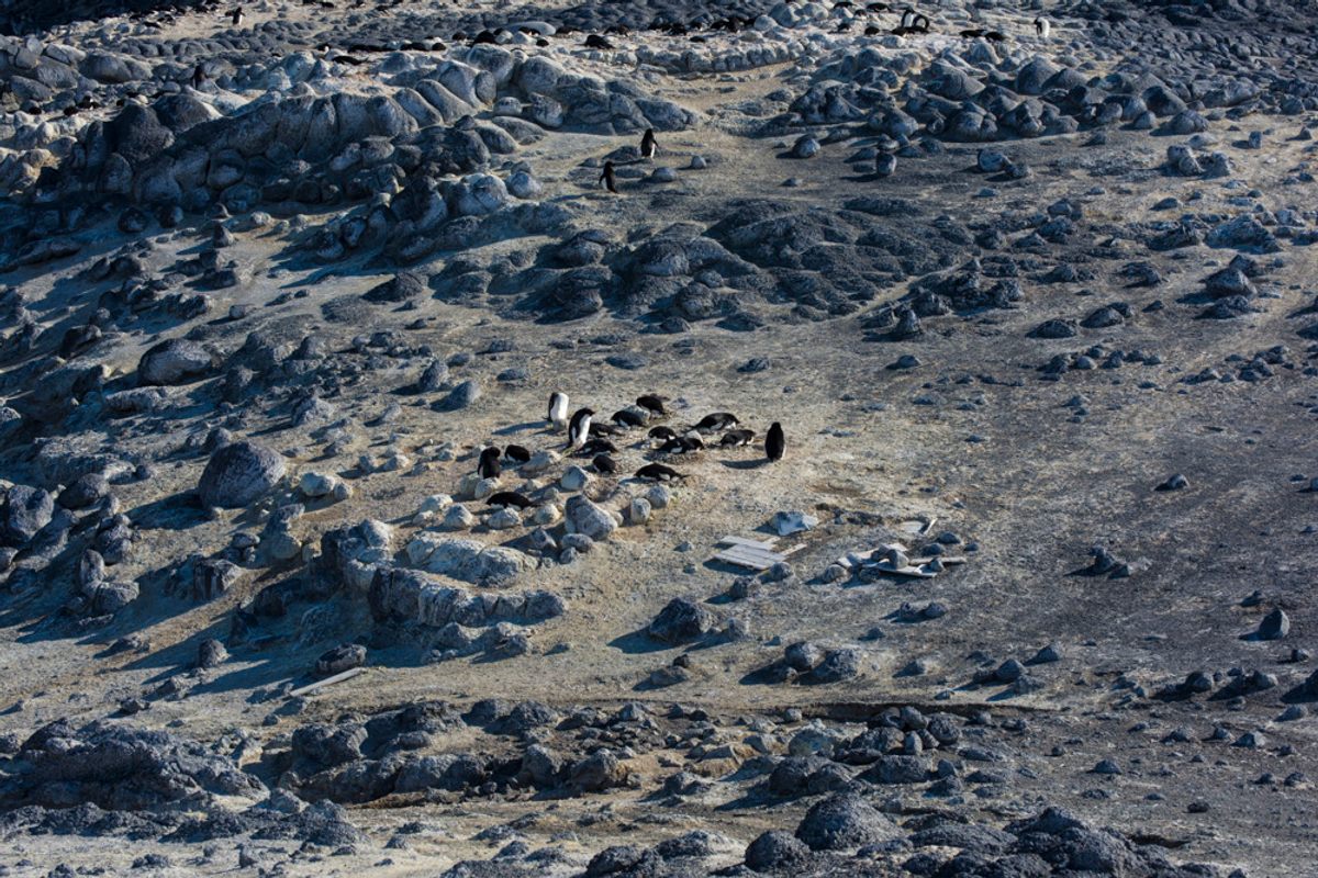 A colony of Adélie penguins.