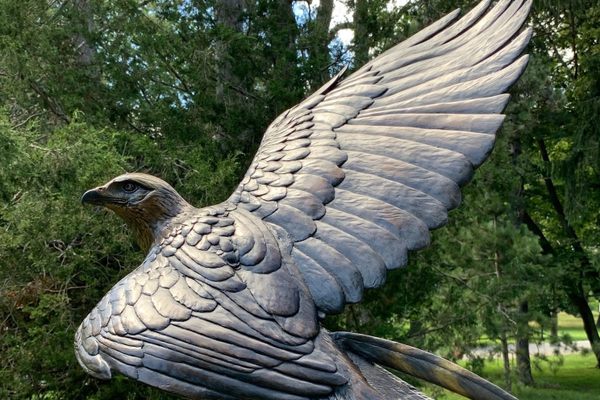 Artist David Smus's sculpture of a great black hawk appears to be navigating through the trees. The bird was a vagrant—taking up residence in Maine, far from its normal range. 