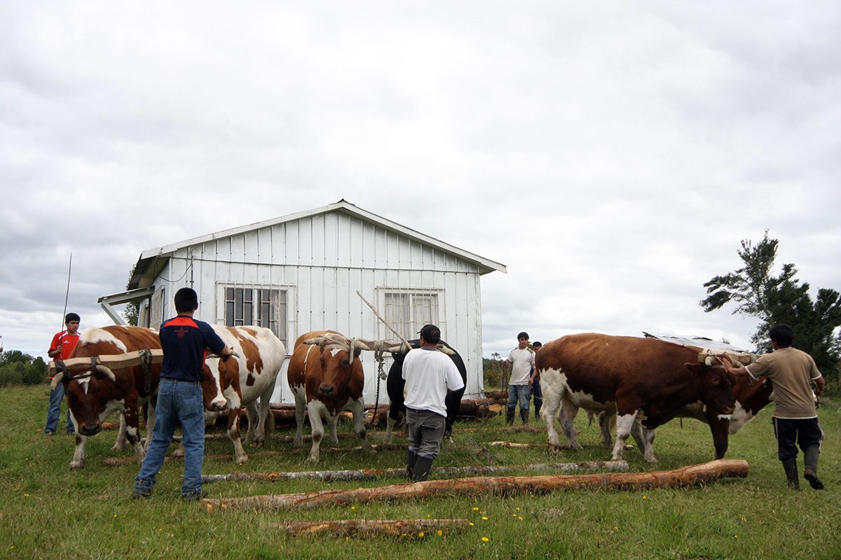 Oxen are hooked up to move the house.