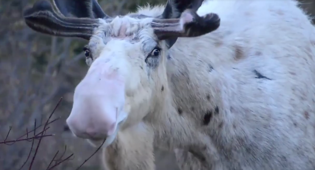 Albino or spirit guide? None of the above.