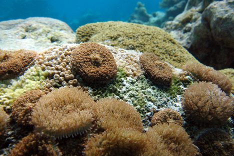 Corallimorphs on a hard coral in the Palmyra Atoll. 