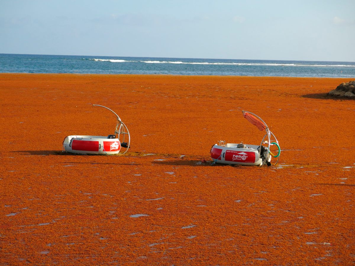 Normally crystal clear waters turned vivid orange when a seaweed bloom arrived off the coast of Saint Anne, on the French Caribbean island of Guadeloupe, leaving two boats usually rented out to tourists empty and unused.