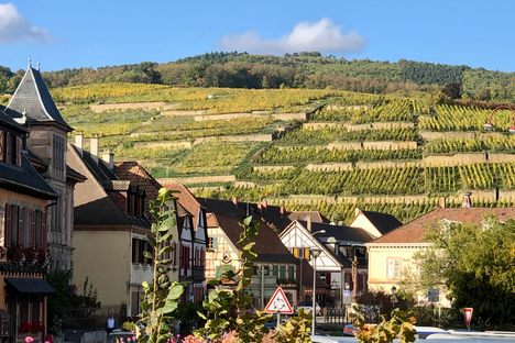 The vineyards.