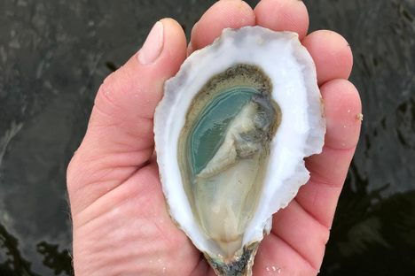 Divine Pine from N. SEA. Oyster Company in Topsail Sound, North Carolina.