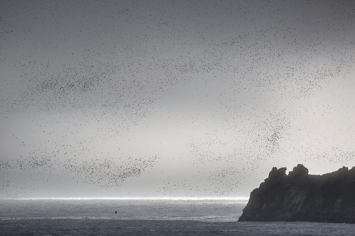 Thousands of auks at Kiska Island, in the Rat Islands group, in the western Aleutians.