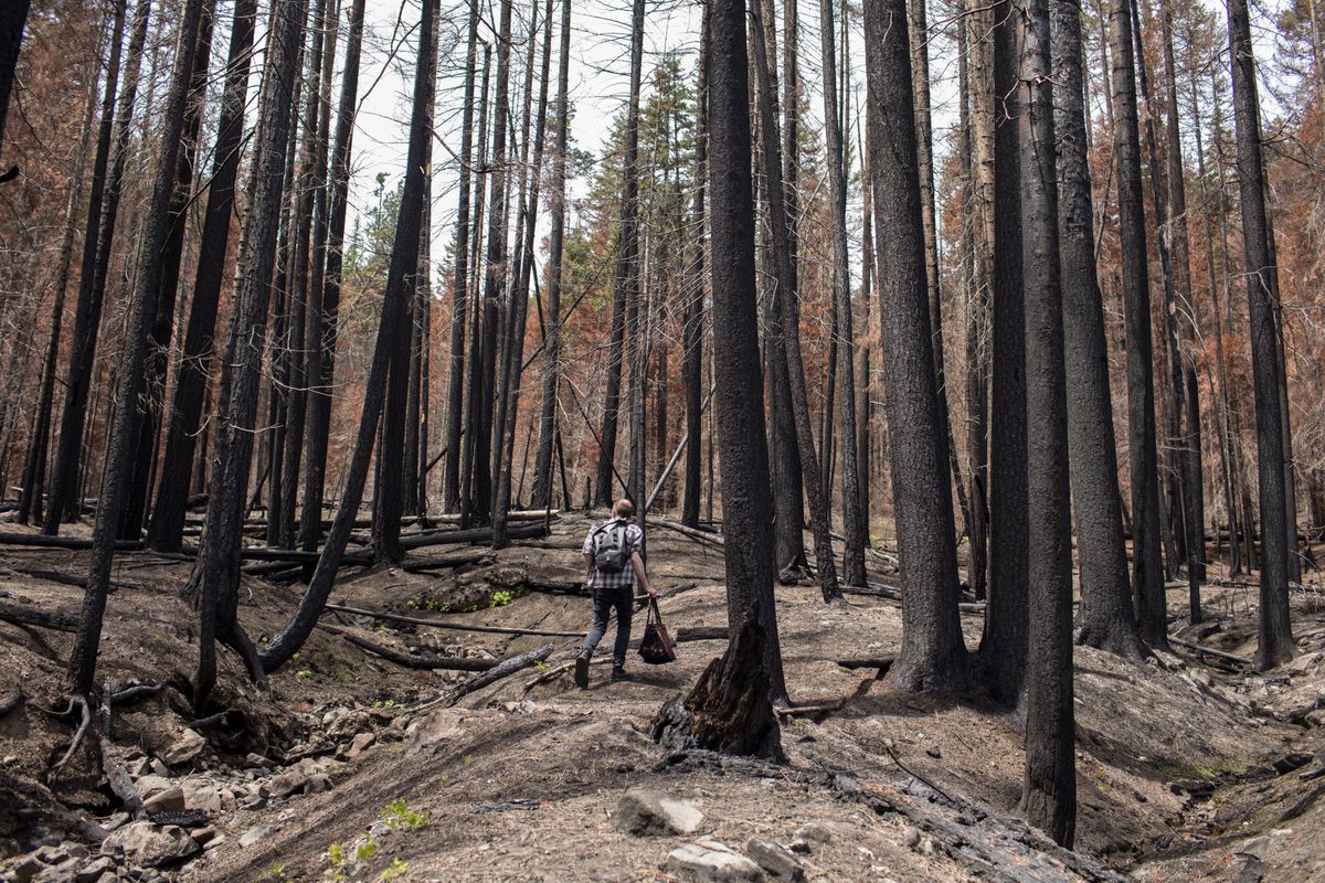 Forager Graham Steinruck trekking through the Schneider Springs burn scar.