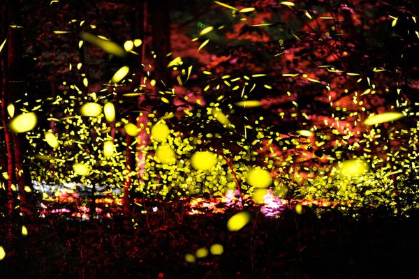 Prepare for one of nature’s most dazzling displays.