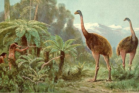 An image of the moa, by Heinrich Harder, shows them erroneously being hunted with bows and arrows.
