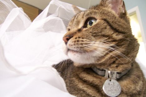Canadian Couple Invites 1,000 Cats to Their Wedding