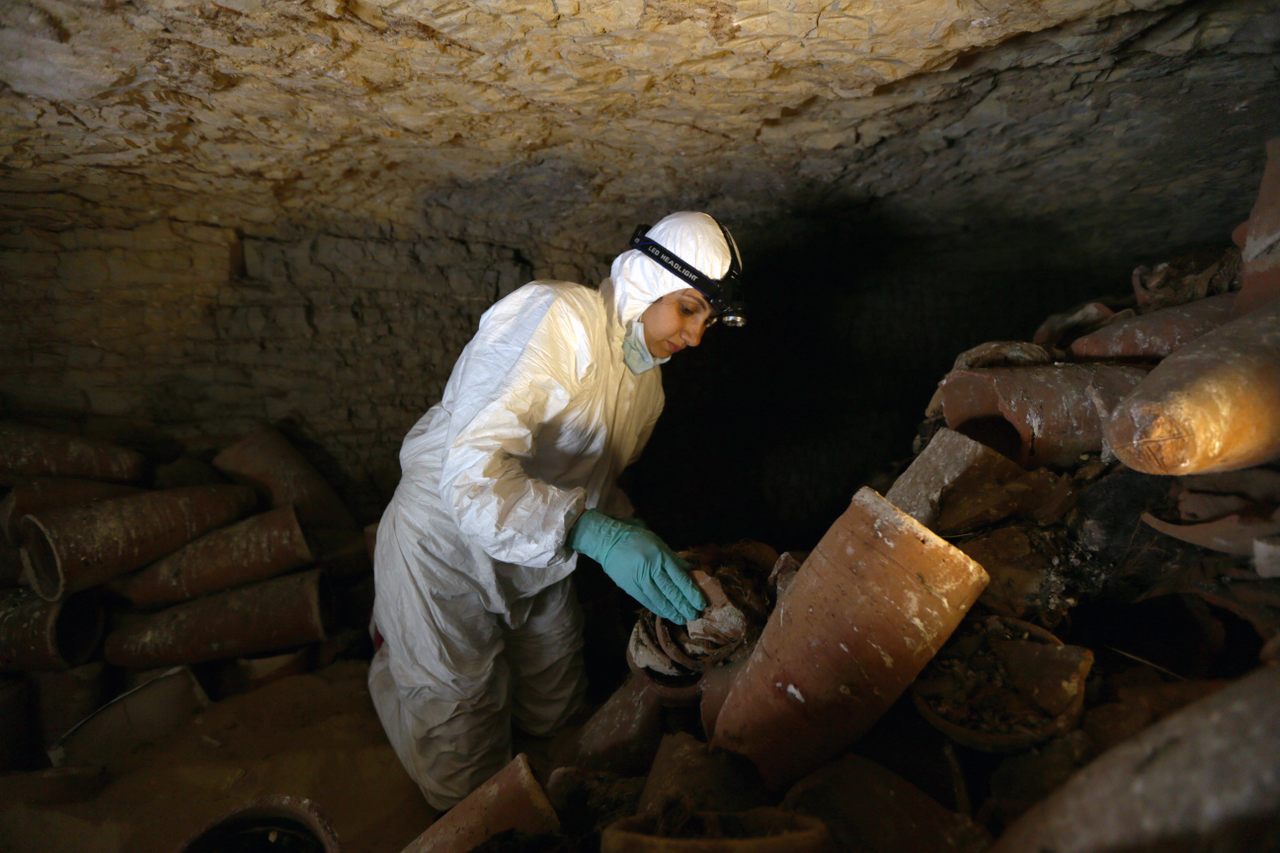 Researchers analyzed ancient DNA from ibis mummies, millions of which have been found in Egyptian catacombs. 