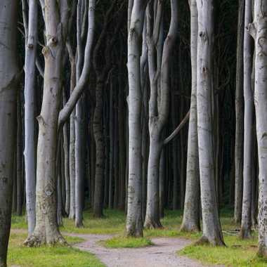 Beech trees in Gespensterwald