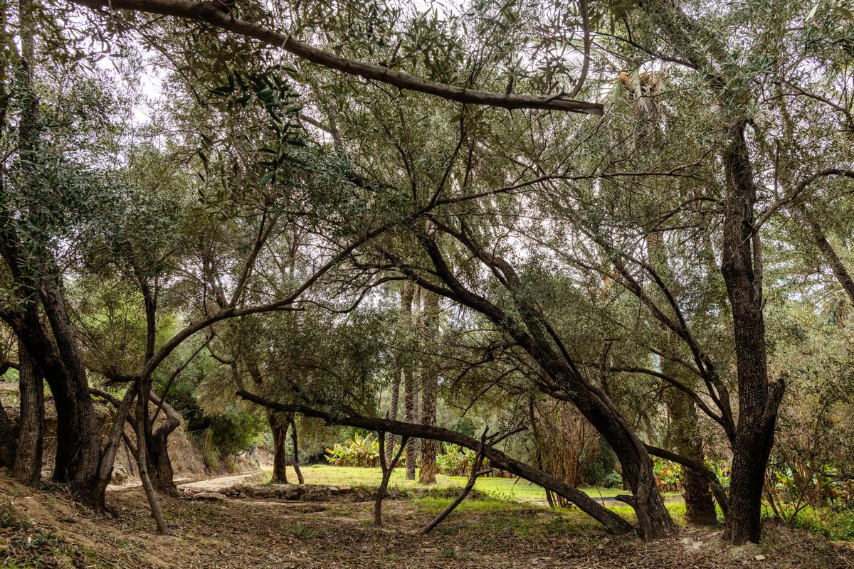 A view from inside the palm groves.