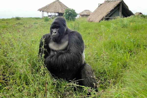 Cool and Unusual Things to Do in Republic of the Congo - Atlas Obscura