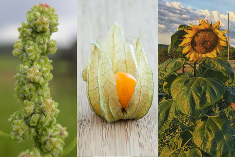 Ingredients that underpin the cuisine include pitseed goosefoot (left), a type of physalis known as ground cherries, among other names (center), and sunflowers pressed into oil (right).